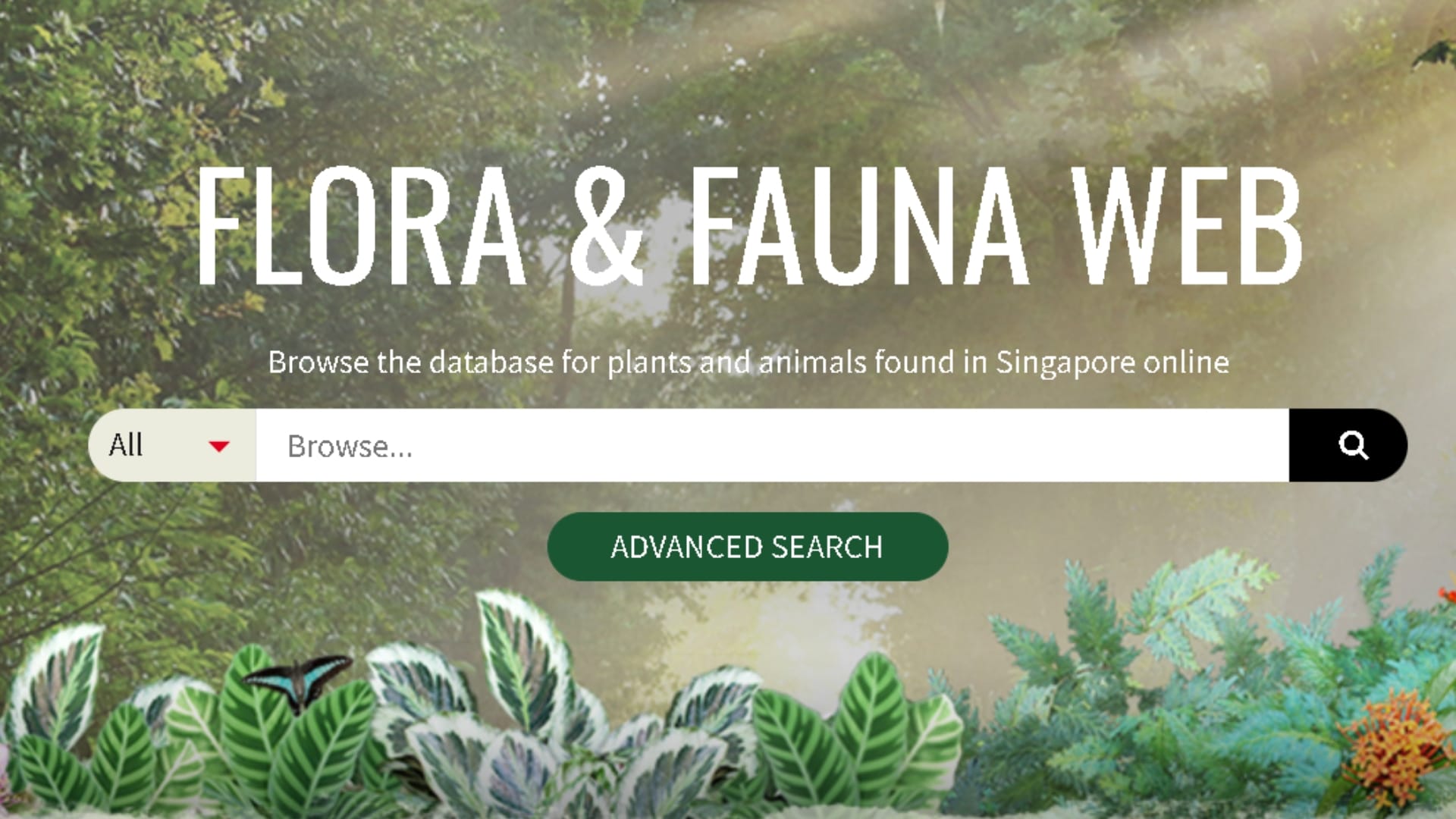 Flora and Fauna Web - Common Palmfly